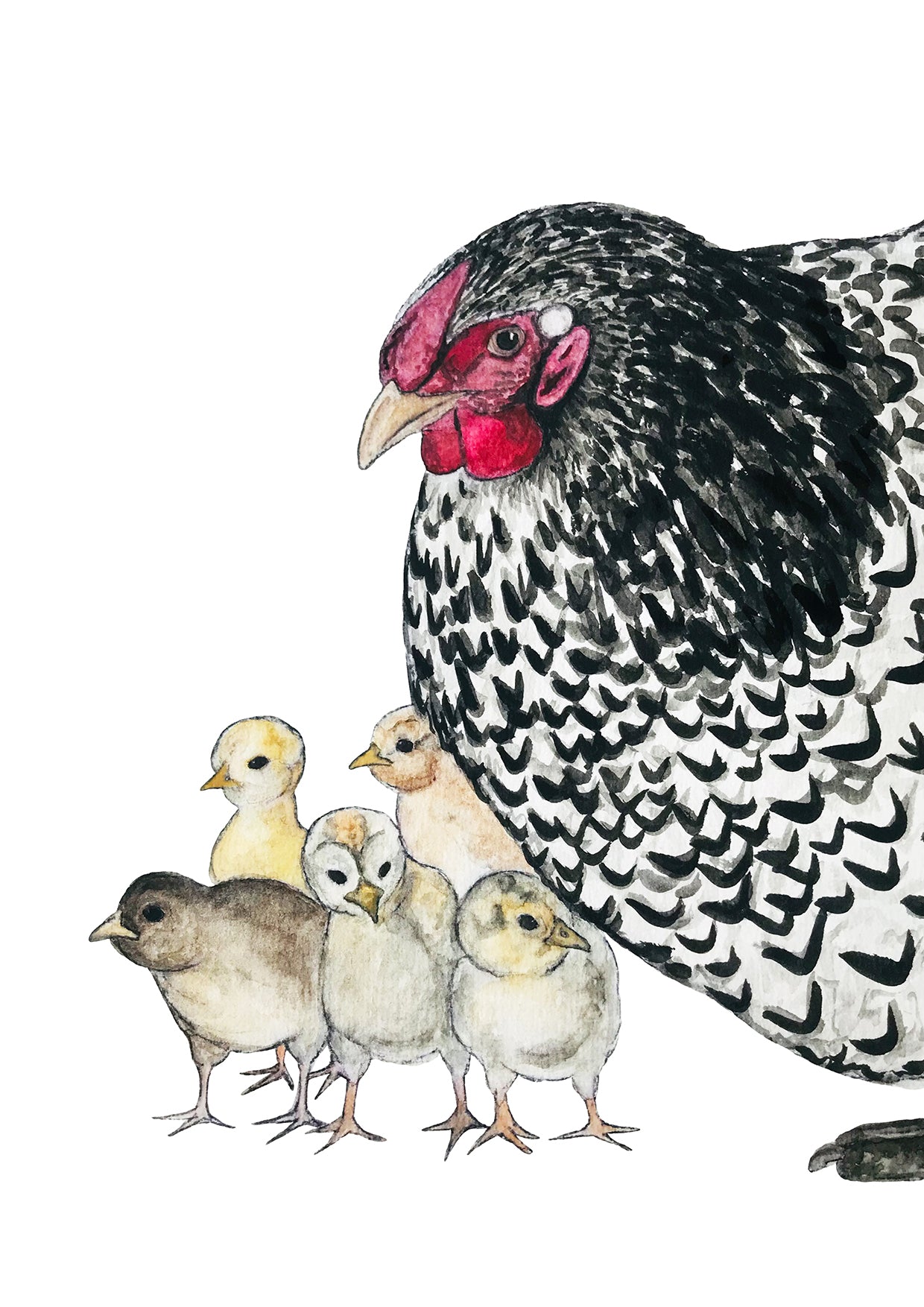 Hen and Chicks