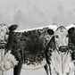 Speckle Park Cows