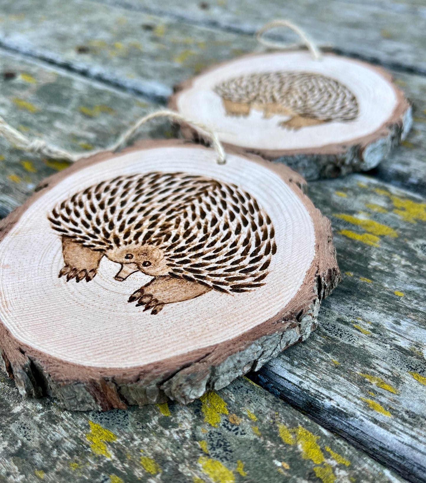 Echidna ornament