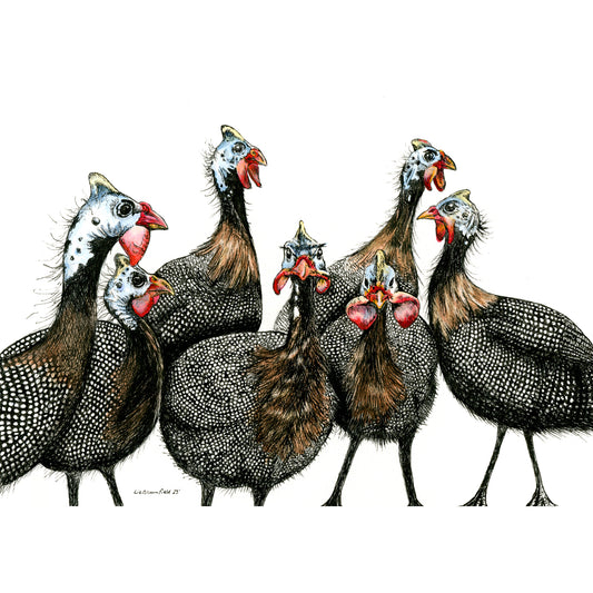 "Guinea Fowl confusion"