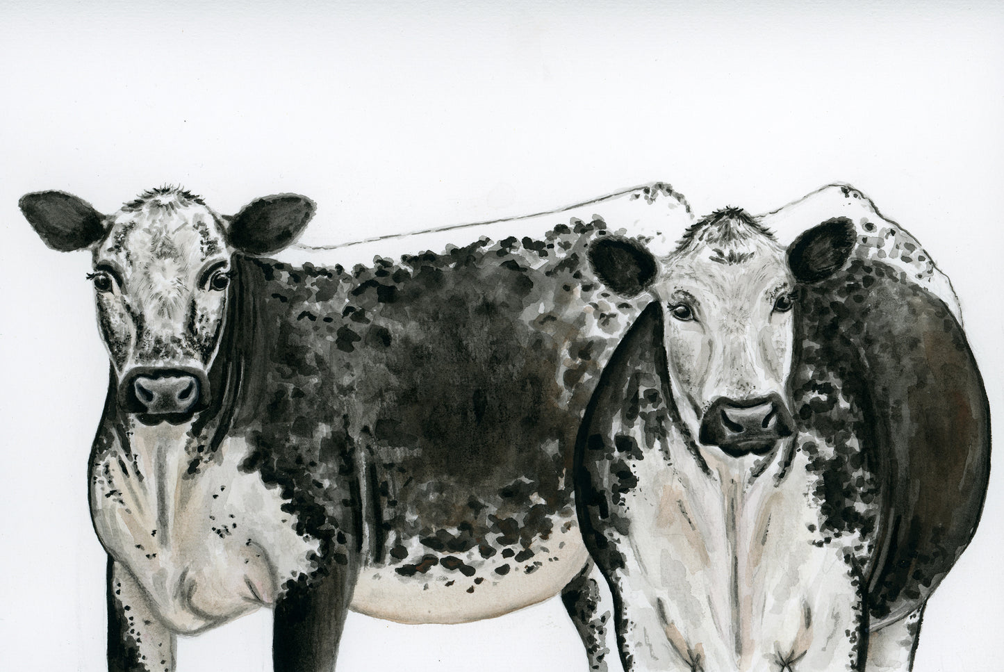 Speckle Park Cows