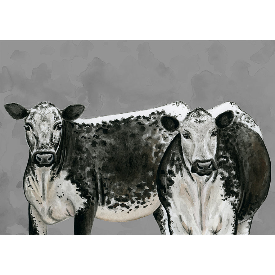 Speckle Park Cows