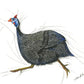 Guinea Fowl on the run