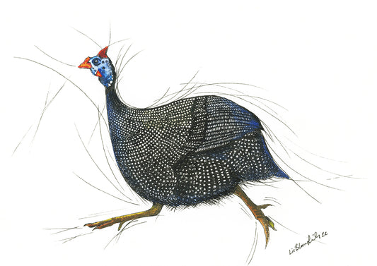 Guinea Fowl on the run