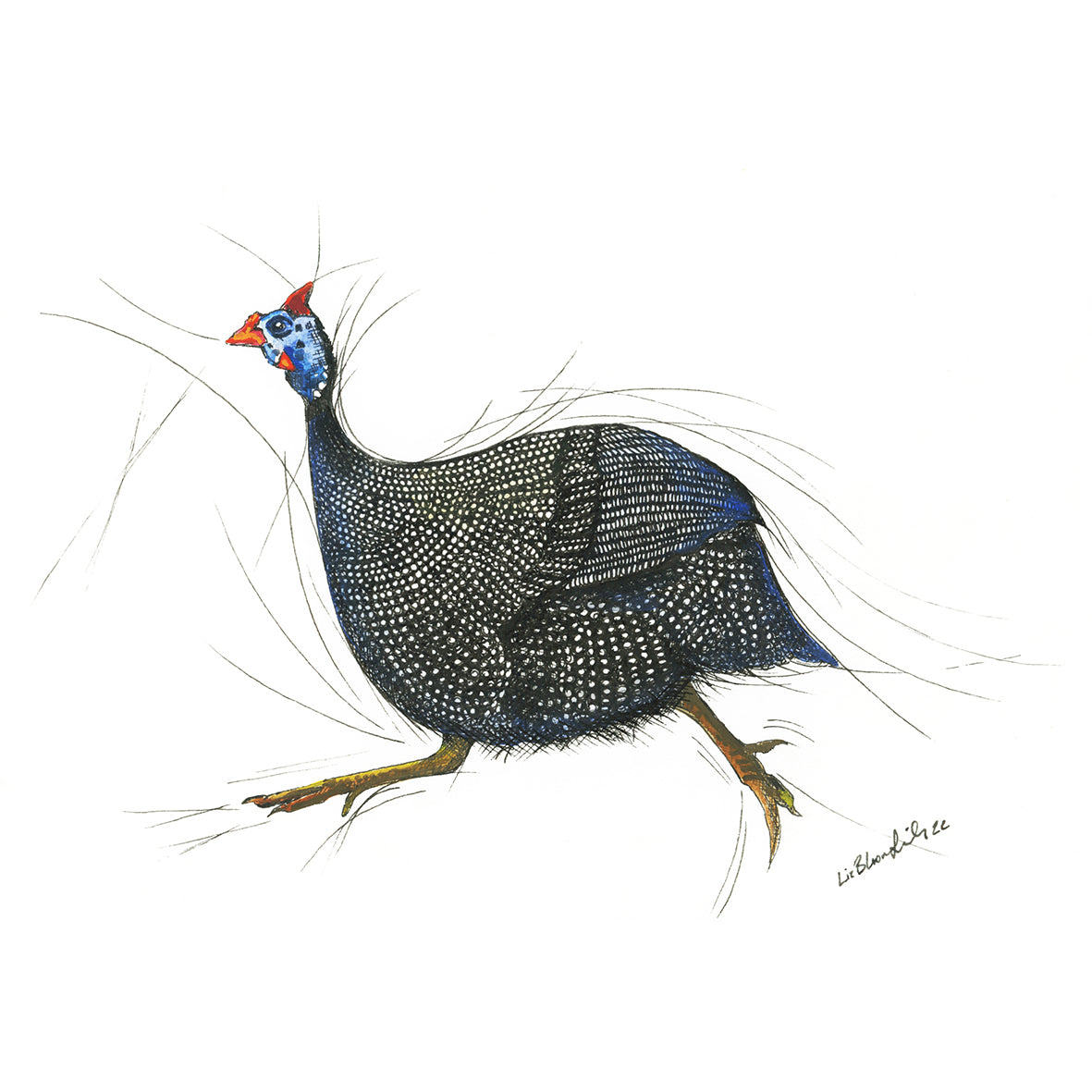 Guinea Fowl on the run