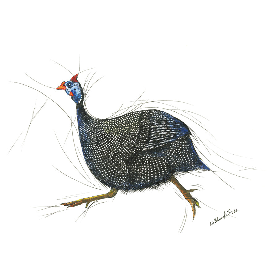 Guinea Fowl on the run