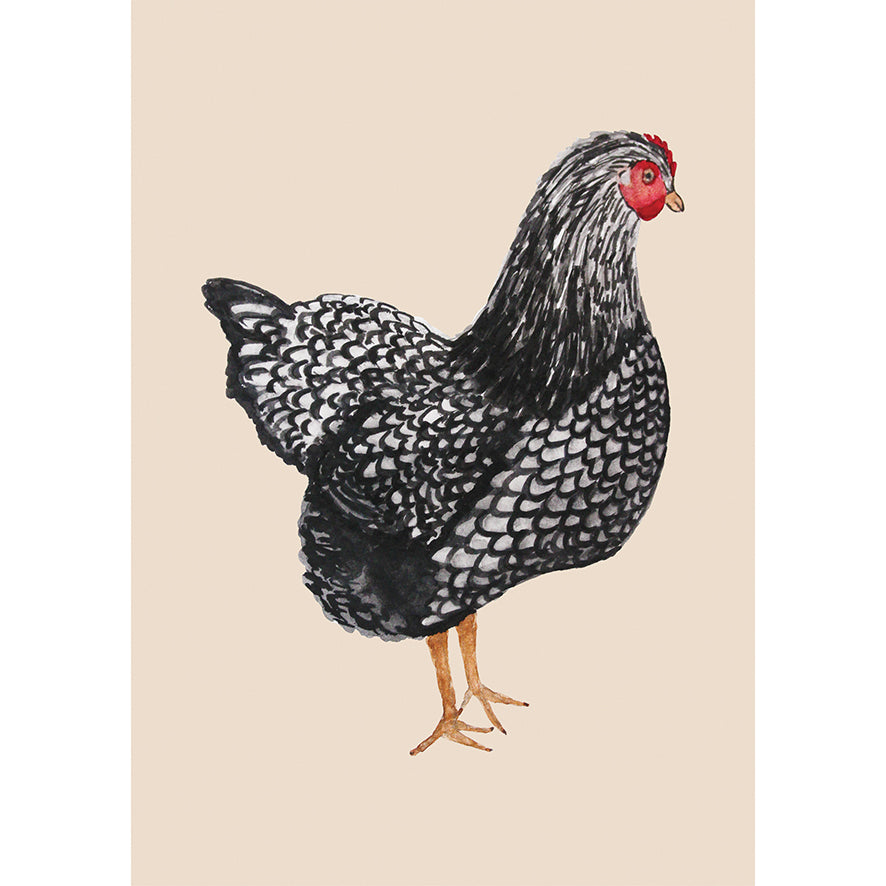 Black and White Hen