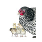 Hen and Chicks