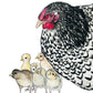 Hen and Chicks