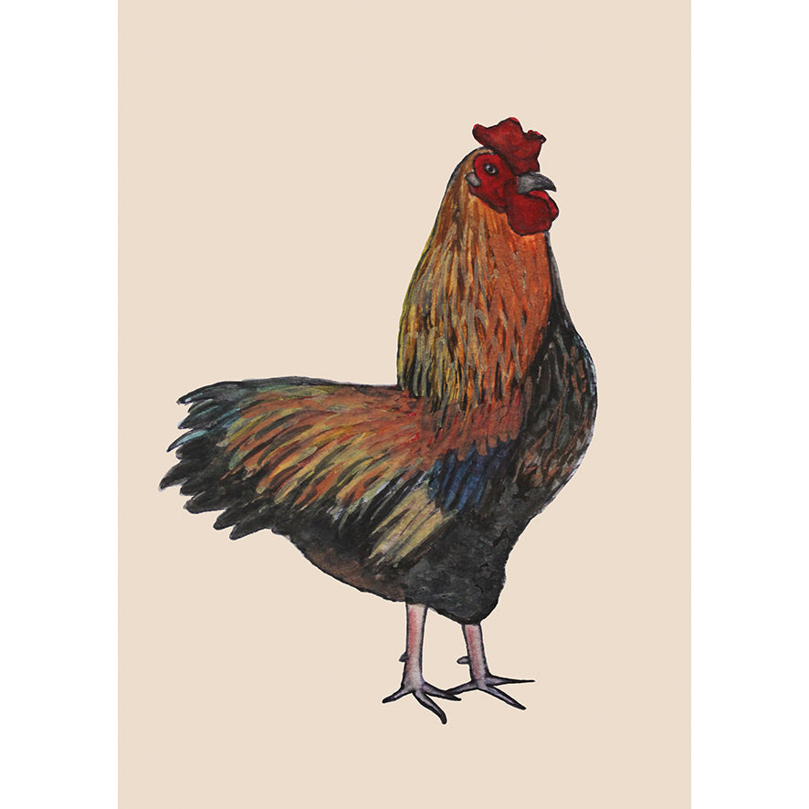 Rooster